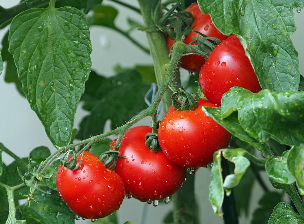 Tomaten
