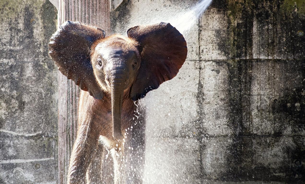 Elefant
