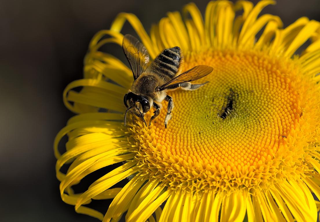 Bienenfrau