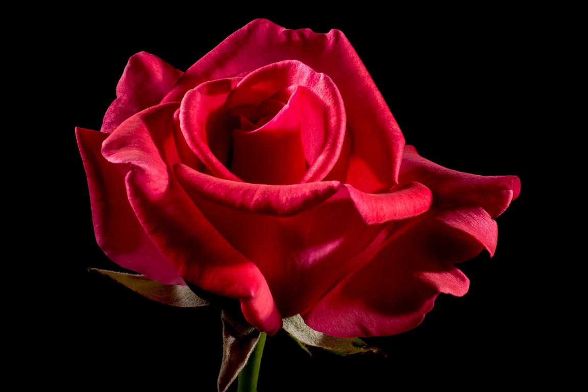 Bachelor