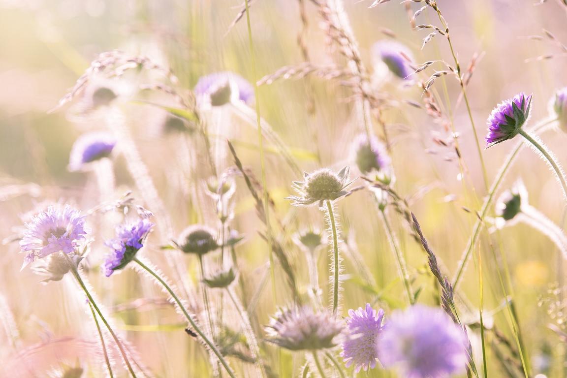 Frühling
