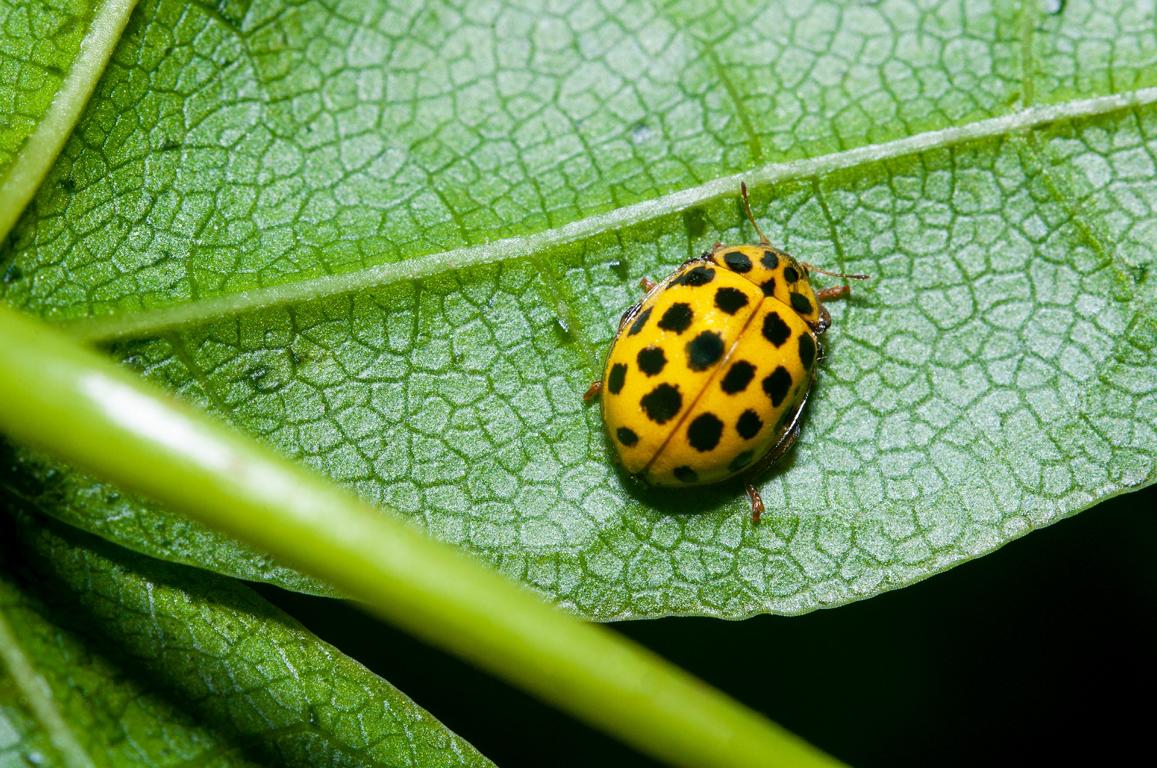 Krabbeltiere