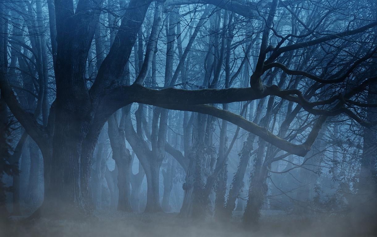 Nachts im Wald