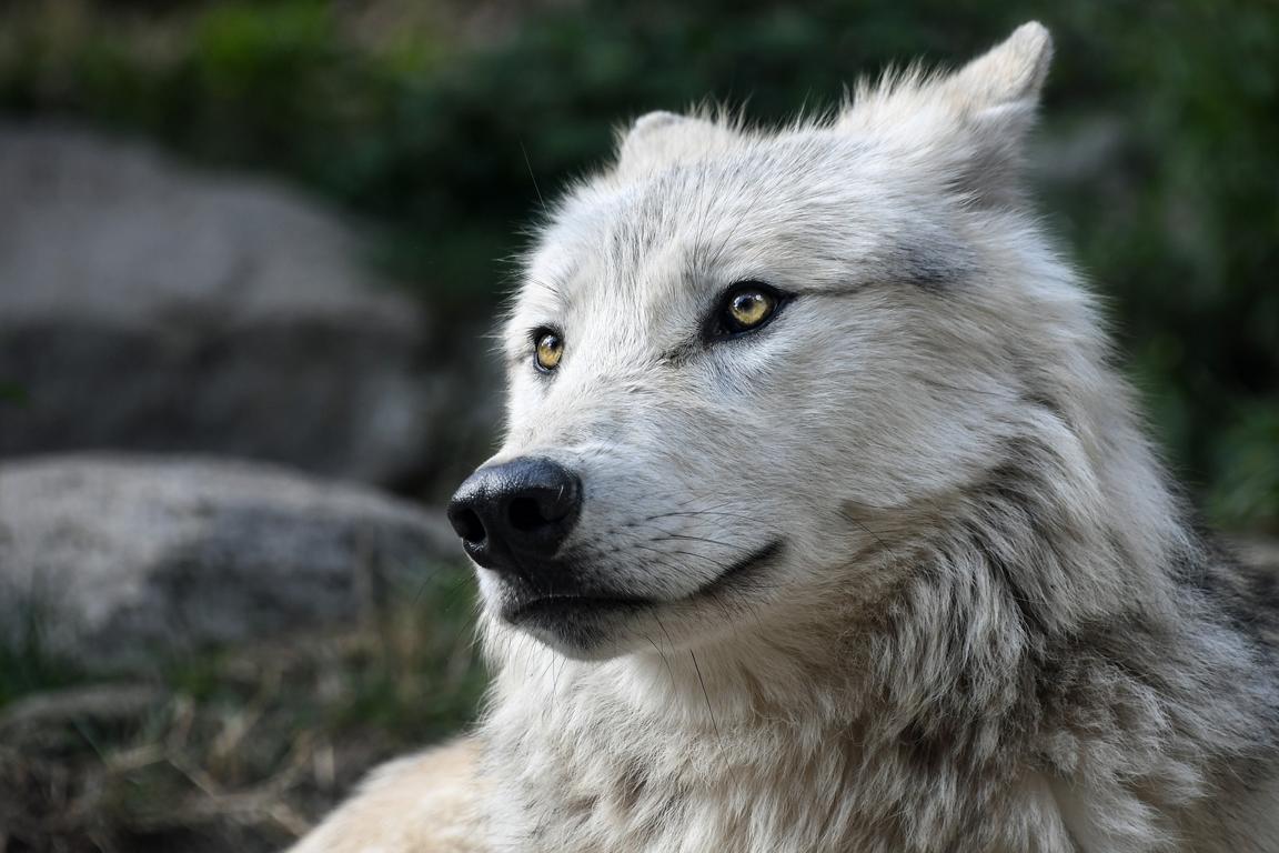 Der Wolf
