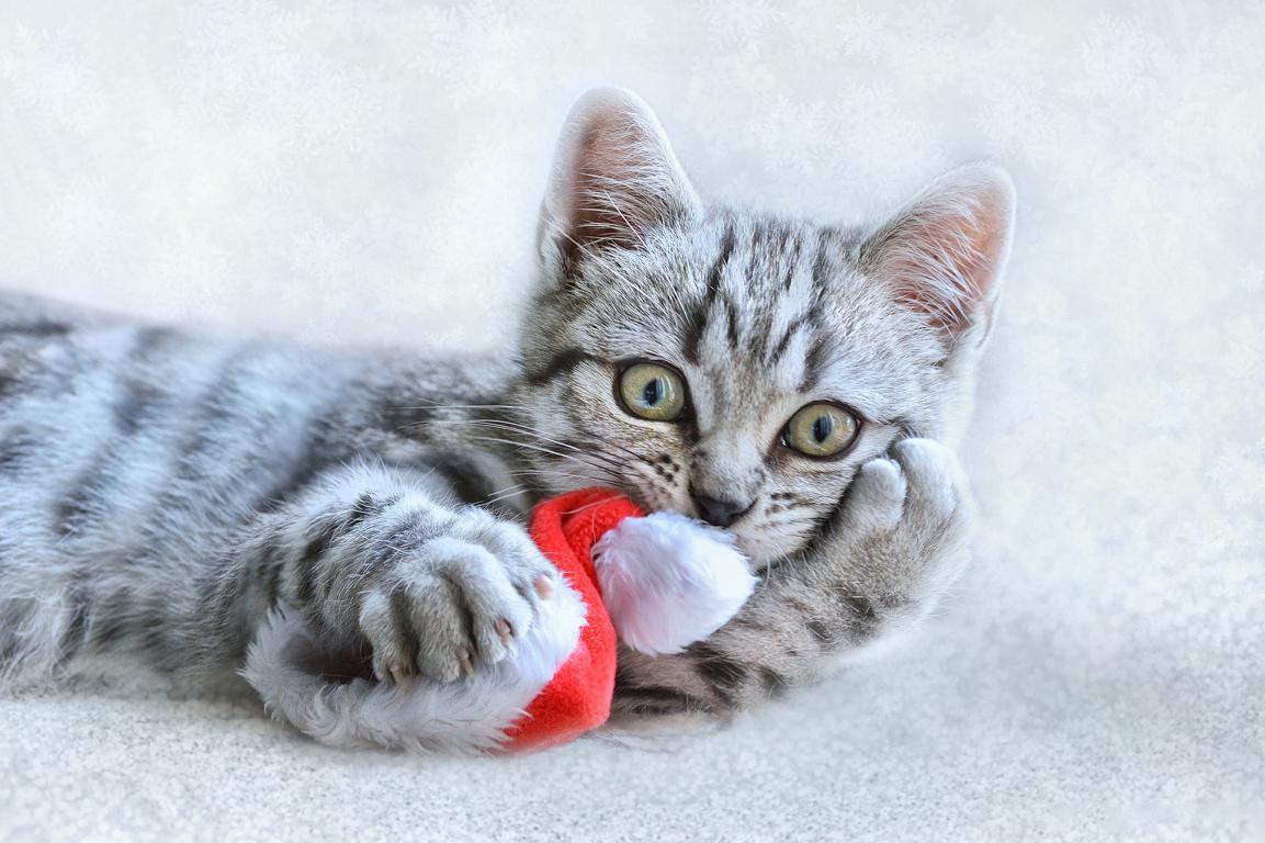 Rakete und Kater