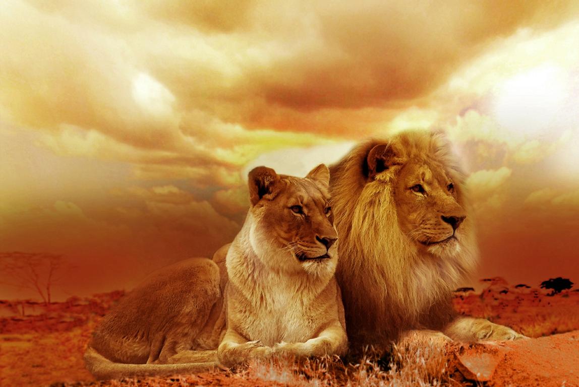 Afrika Afrika
