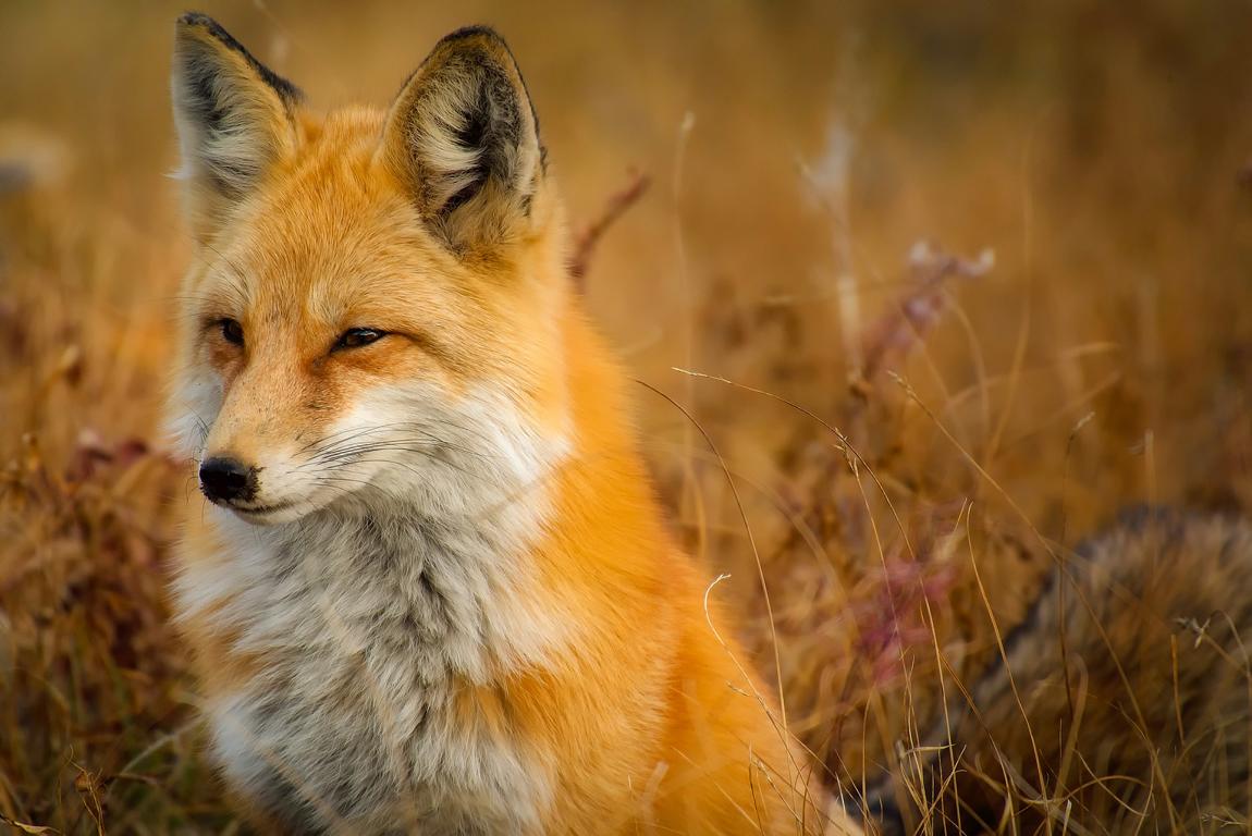 Renard