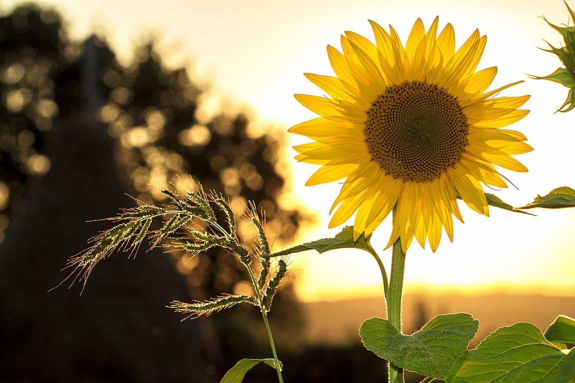 Sonne scheint