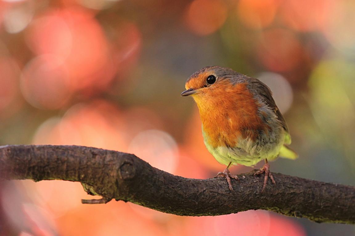 Der Vogel