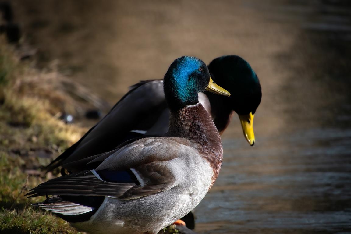Frosch und Enten