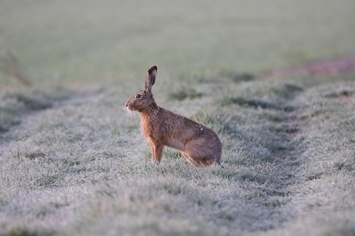 Hase