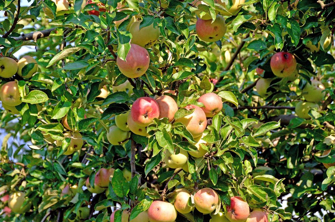 Der Apfelgarten