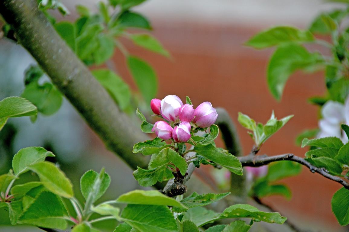 An den Frühling