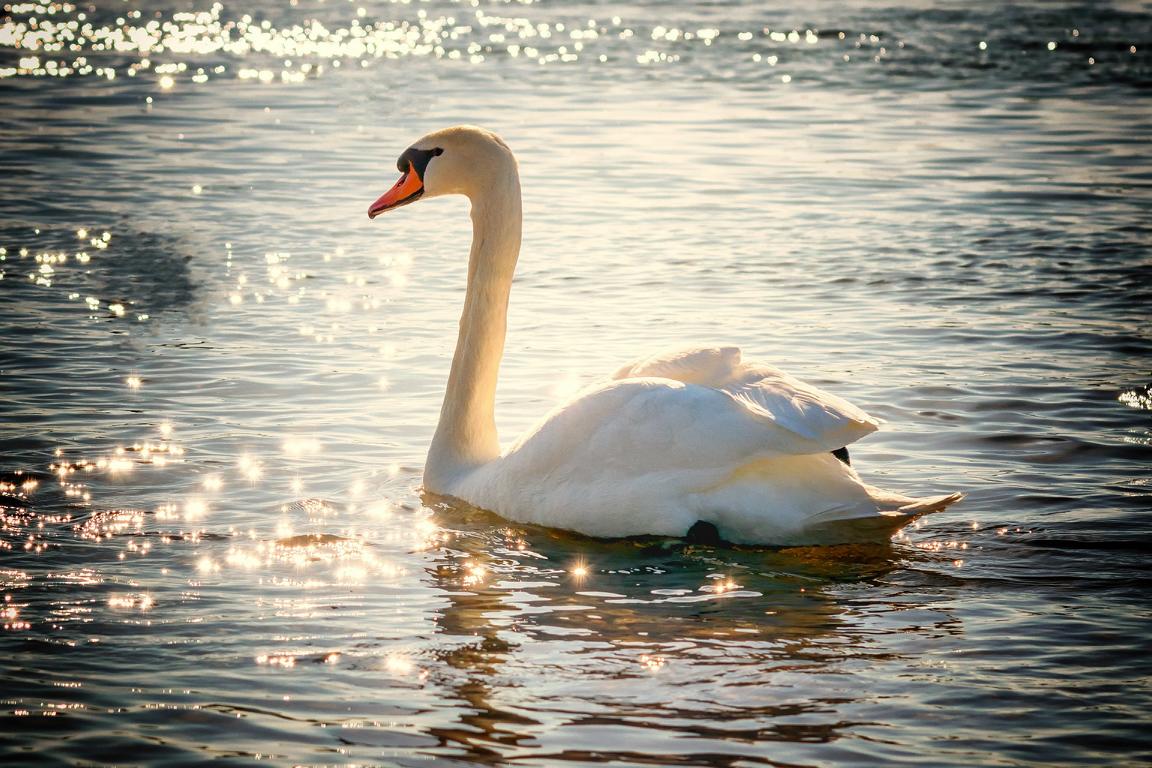 Lohengrin