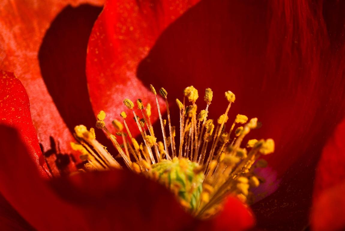 Opium