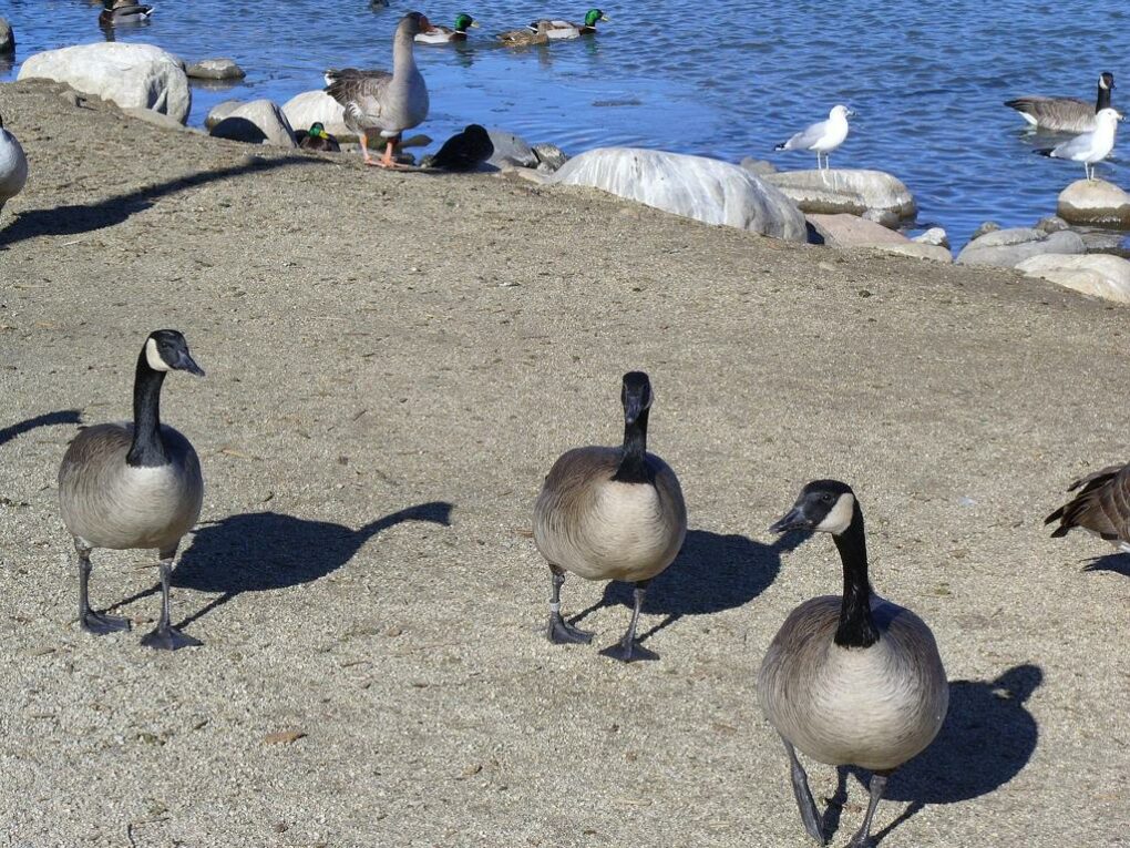3 Migranten