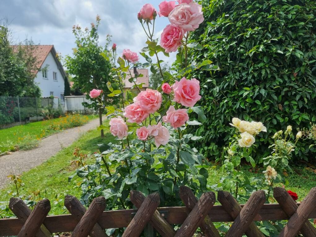 Welche Rose